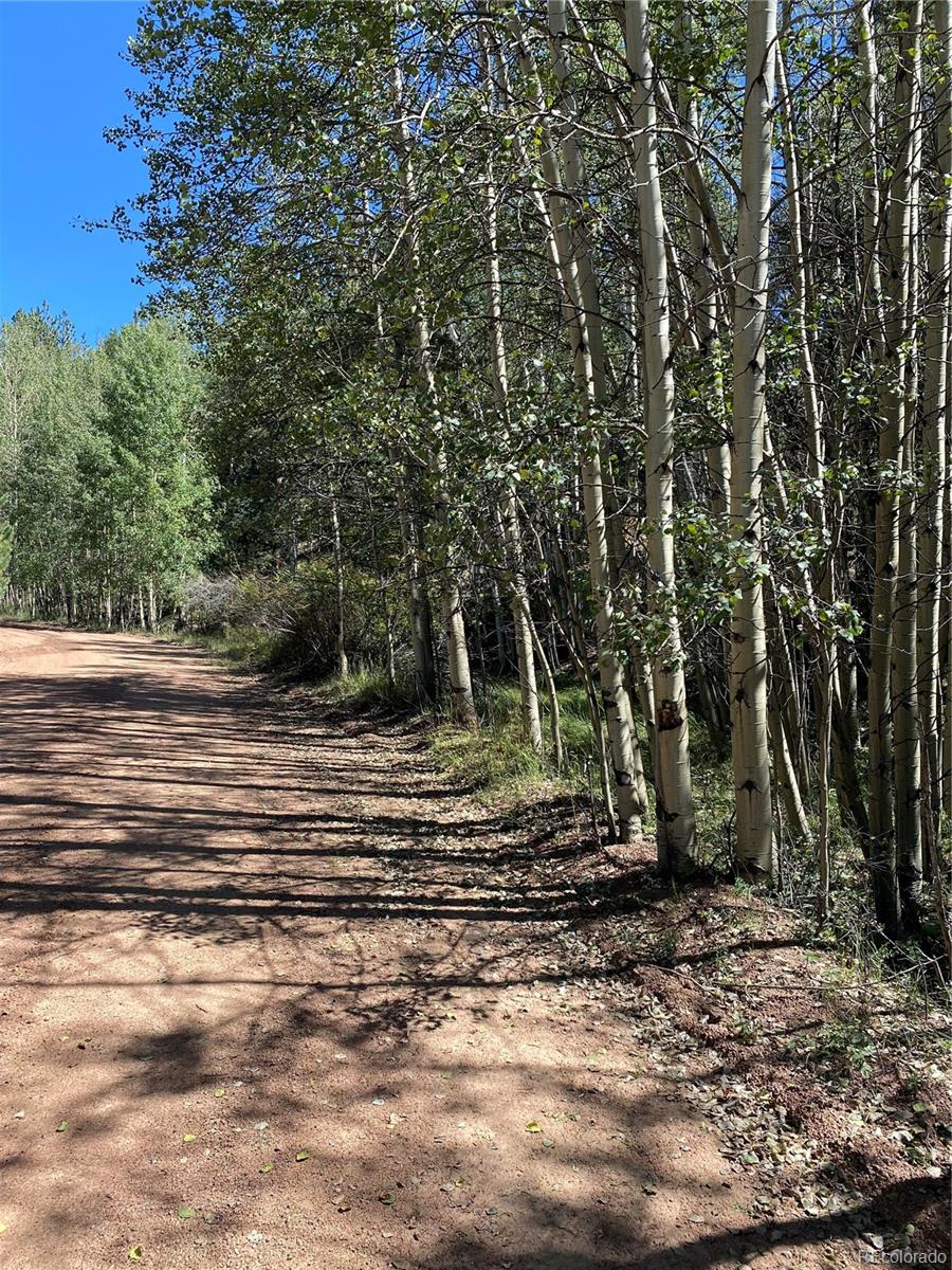 452 Wilson Drive Florissant CO 80816