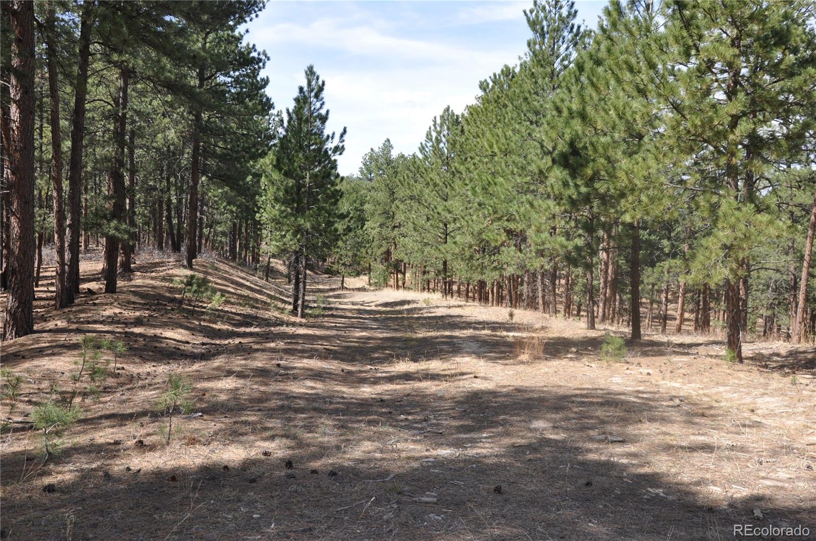 Wood Sorrel Road Larkspur CO 80118