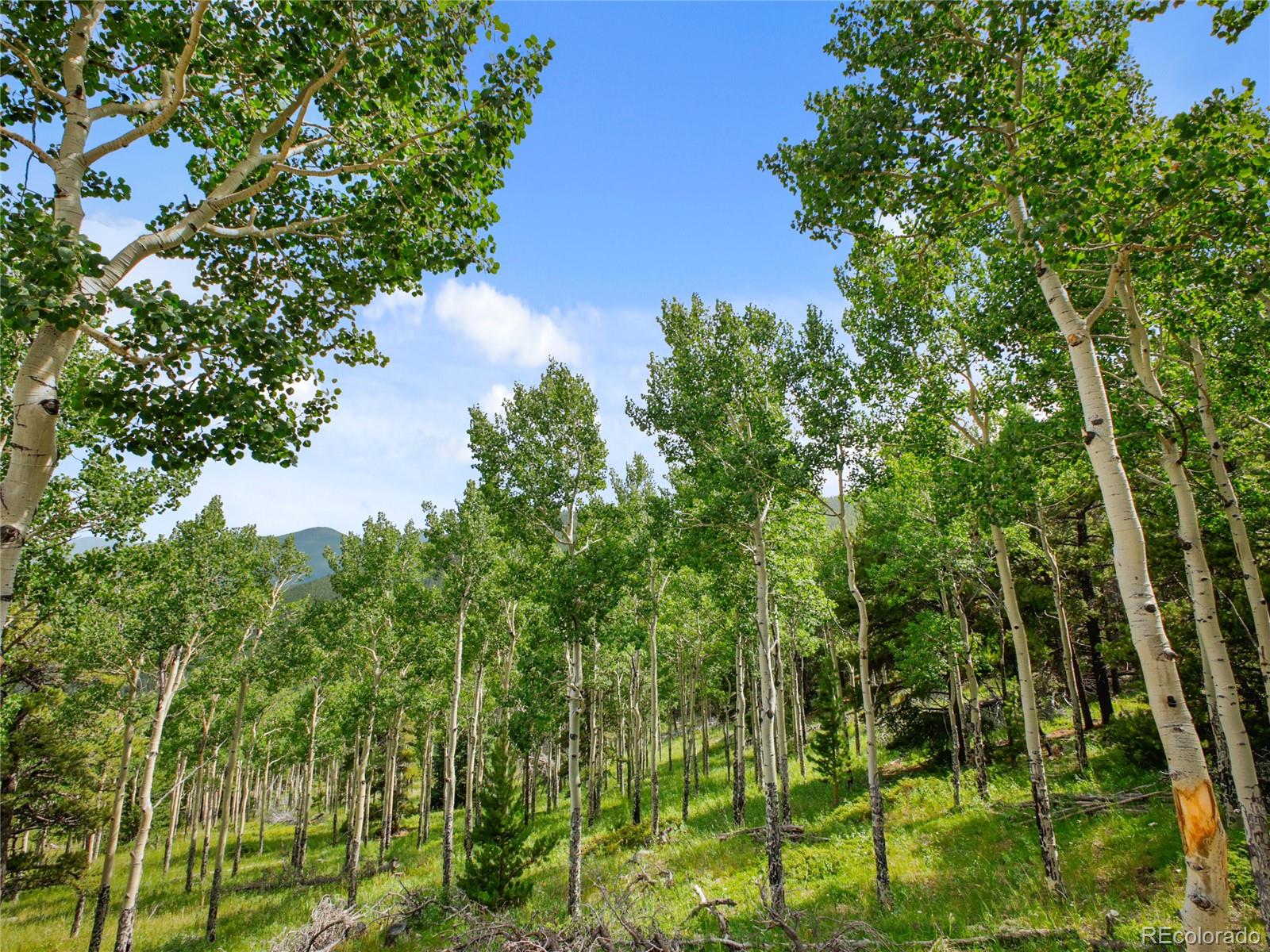 3665 Beaver Brook Canyon Road Evergreen CO 80439