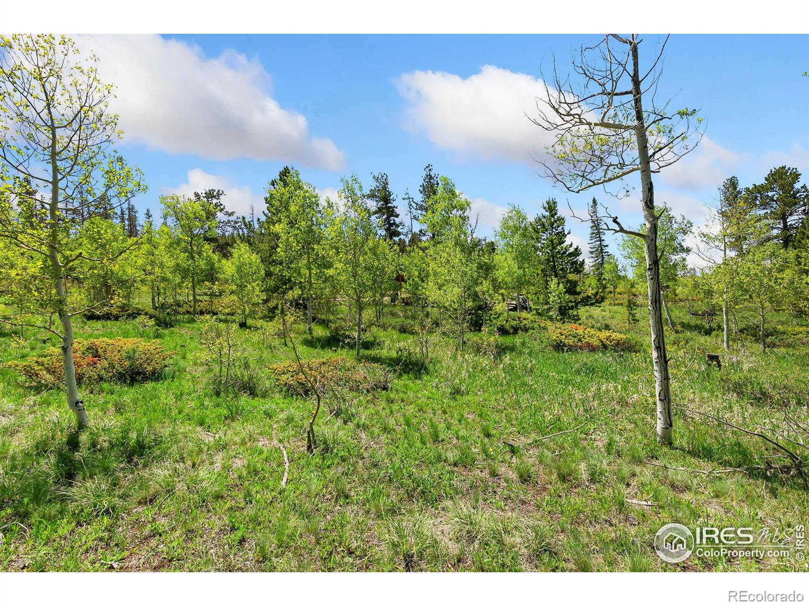 5481 N County Road 73c Red Feather Lakes CO 80545
