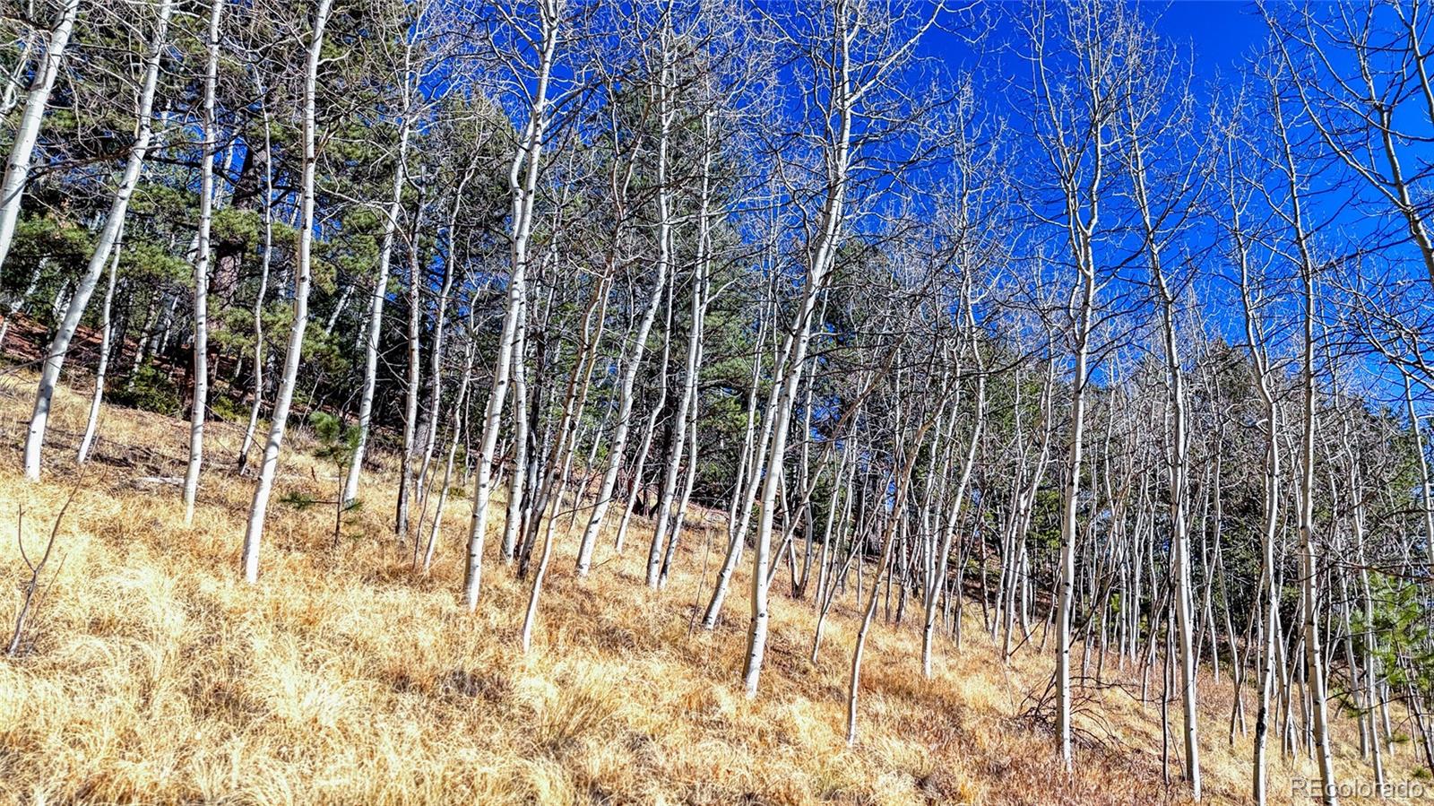 80 Beaver Pond Road Divide CO 80814