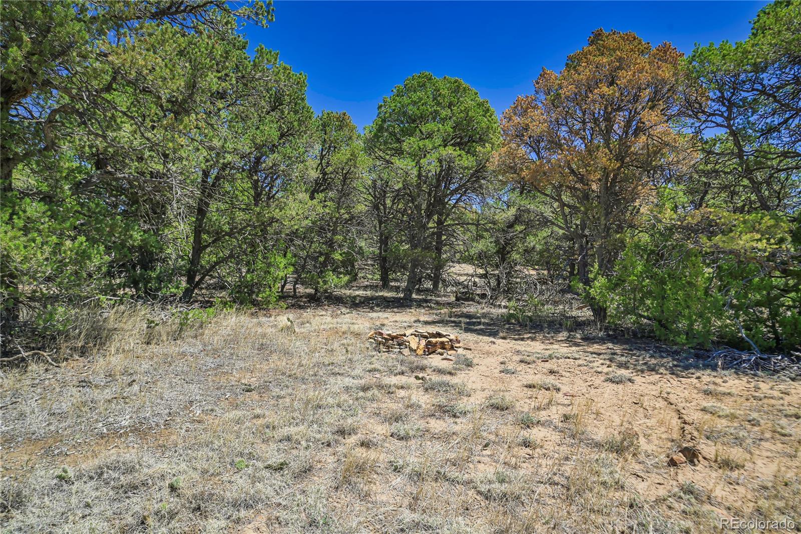 Rikki Rowdy Place Aguilar CO 81020
