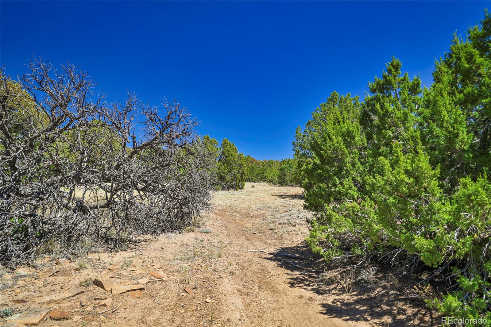 Rikki Rowdy Place Aguilar CO 81020