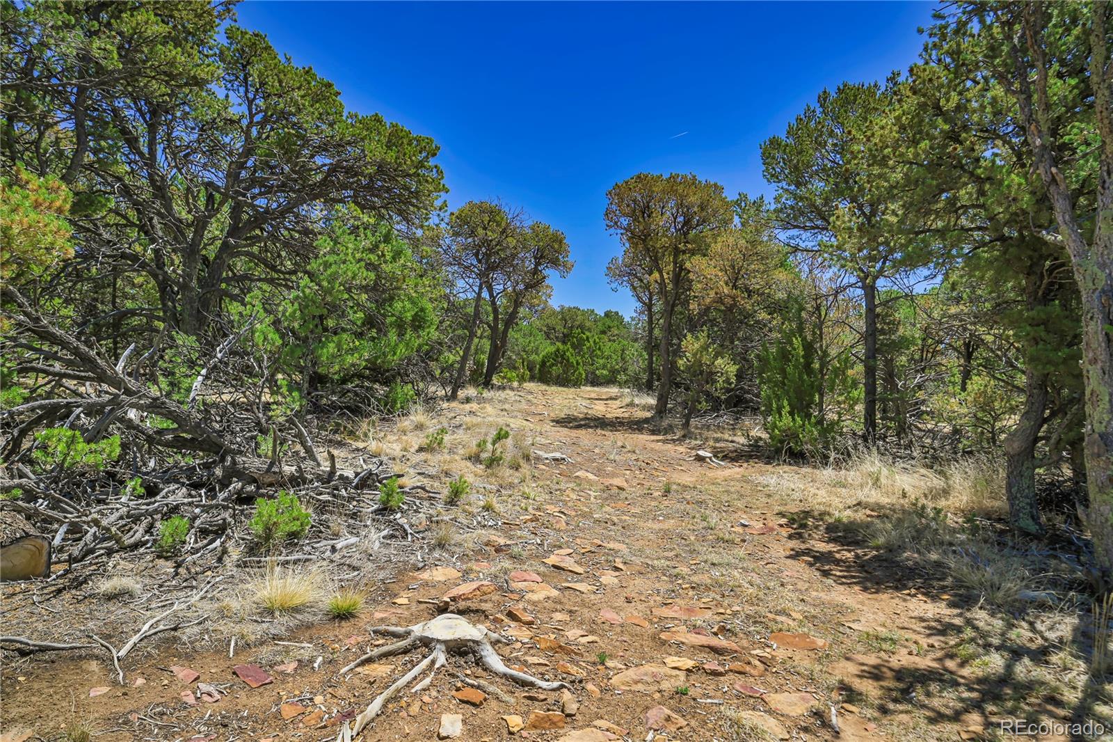 Rikki Rowdy Place Aguilar CO 81020