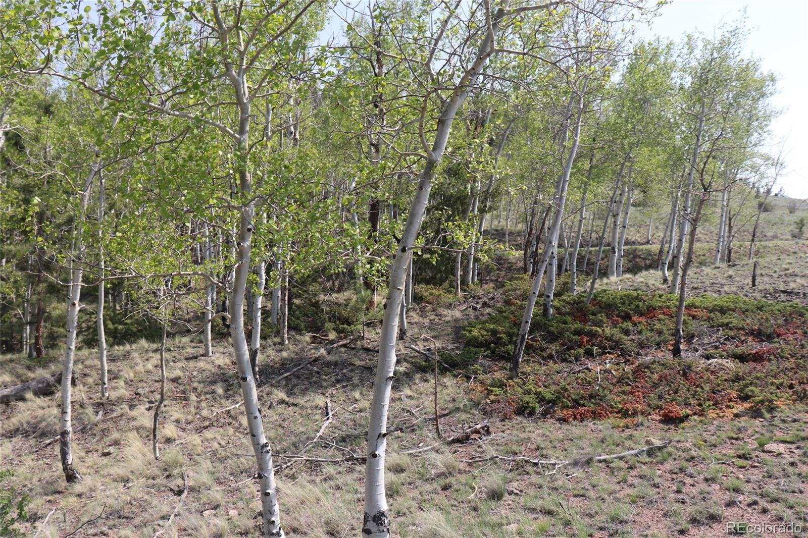 687 Corral Road Hartsel CO 80449