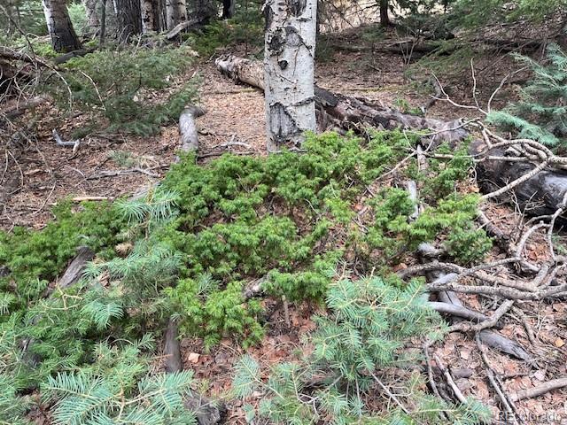 Lot 3091 Sterenson Place Fort Garland CO 81133