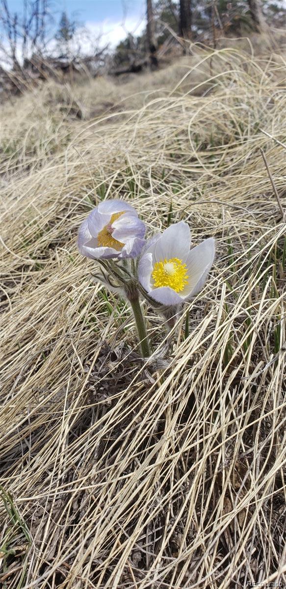 Lot 179 Duffy Lane Fort Garland CO 81133