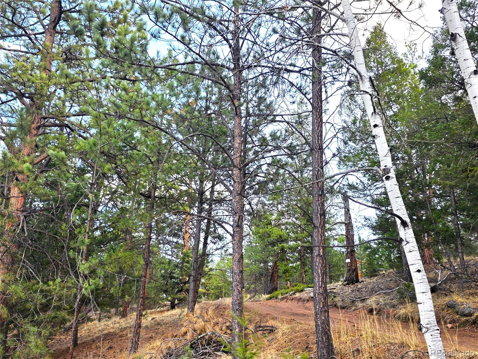 204 Pine Road Florissant CO 80816