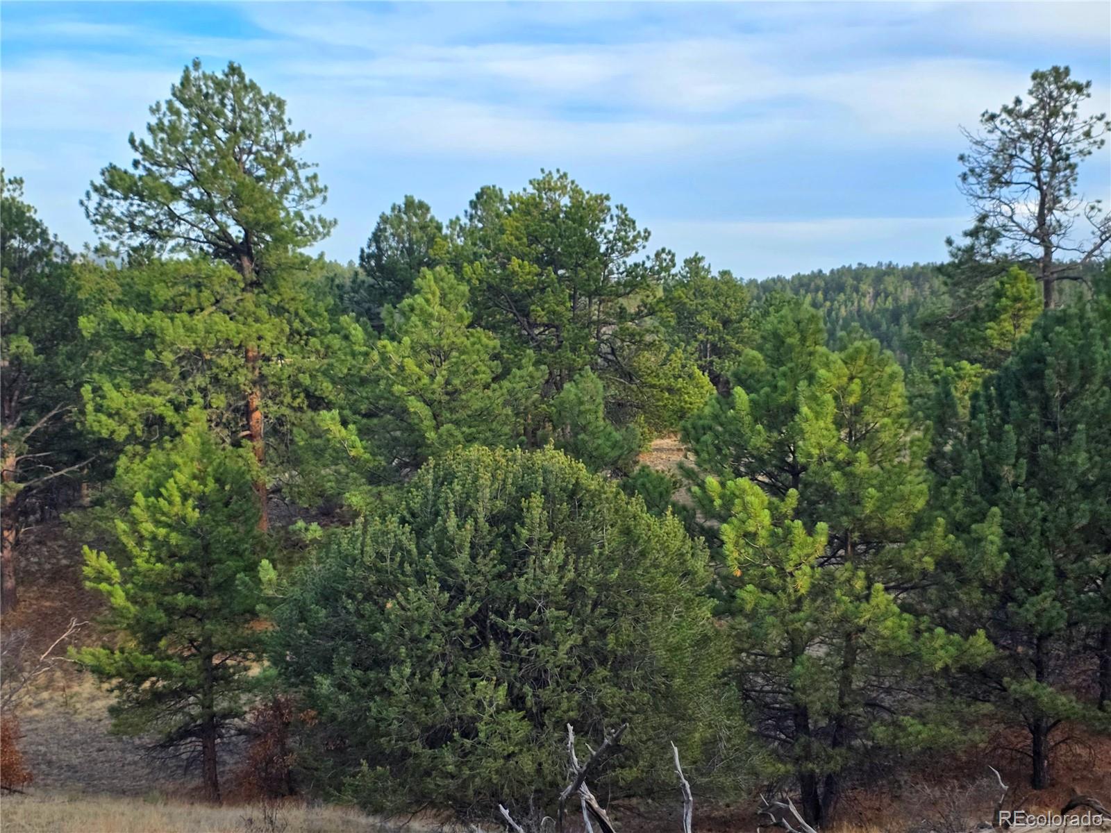 204 Pine Road Florissant CO 80816