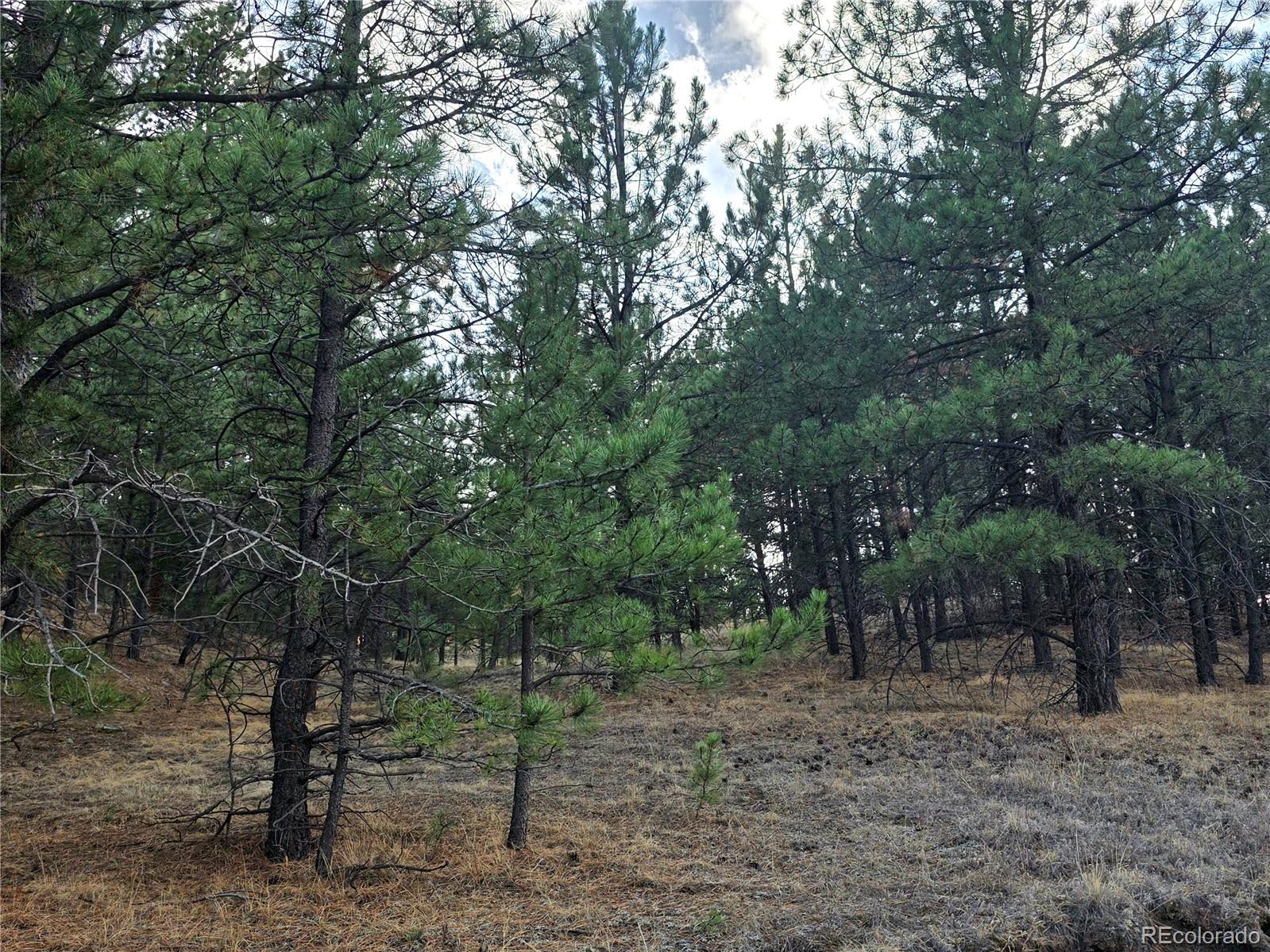 204 Pine Road Florissant CO 80816
