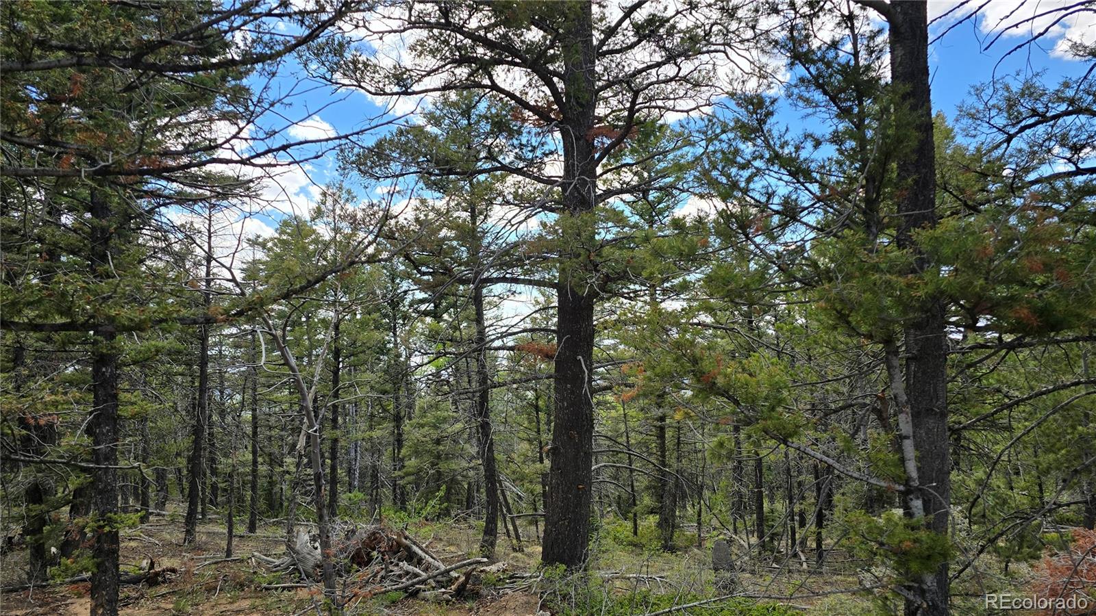 Lot 5825 Covington Road Fort Garland CO 81133