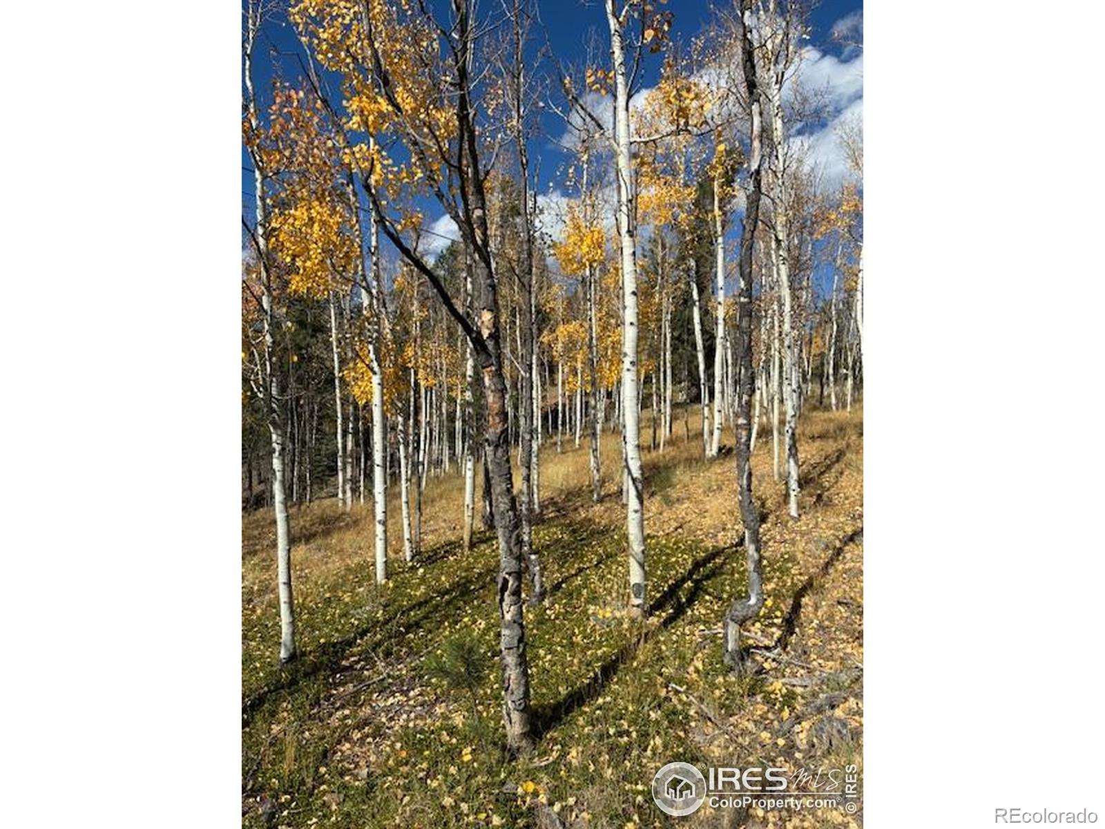 85 Remwood Circle Divide CO 80814