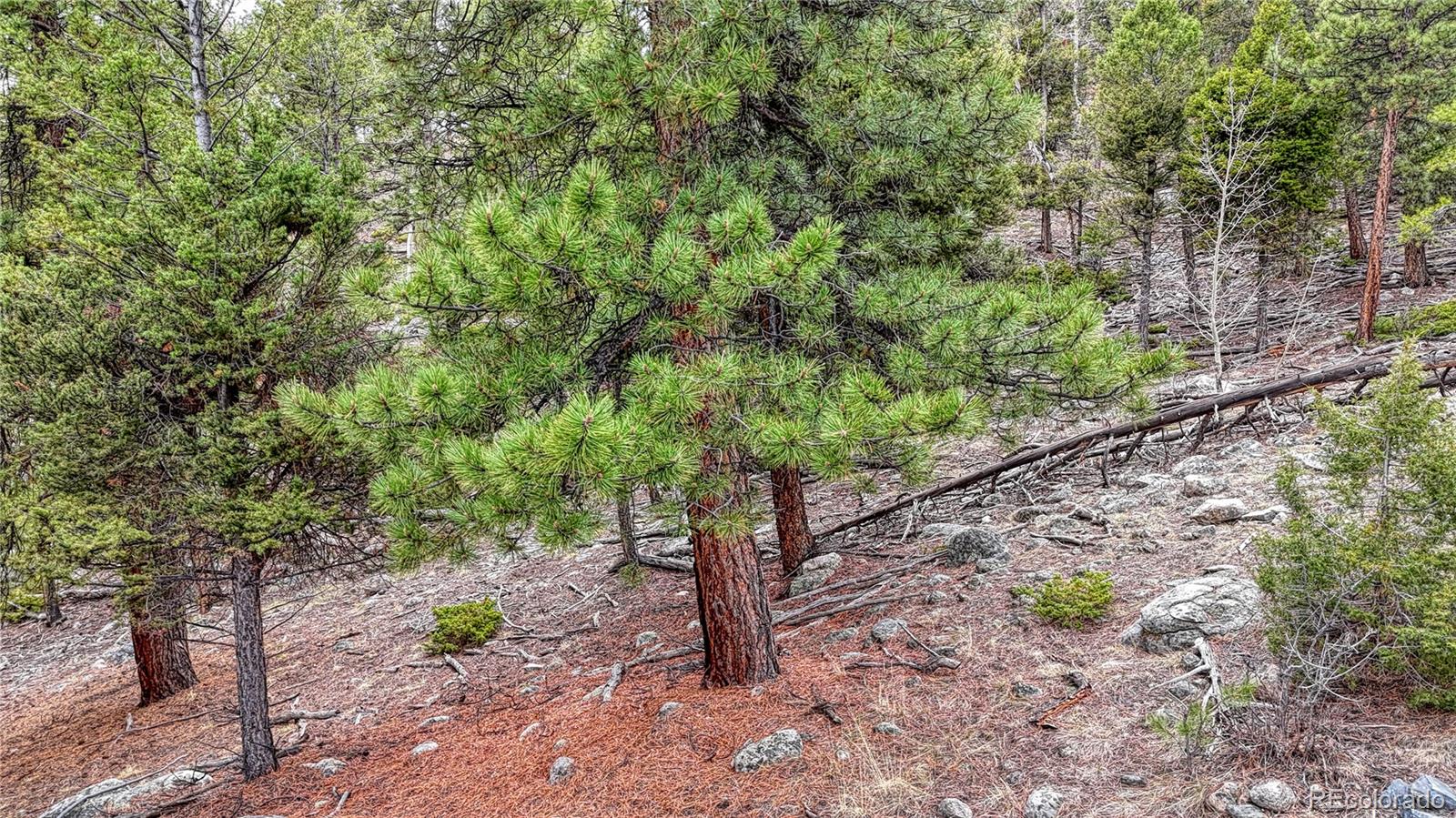 30176 Mountaintop Drive Buena Vista CO 81211