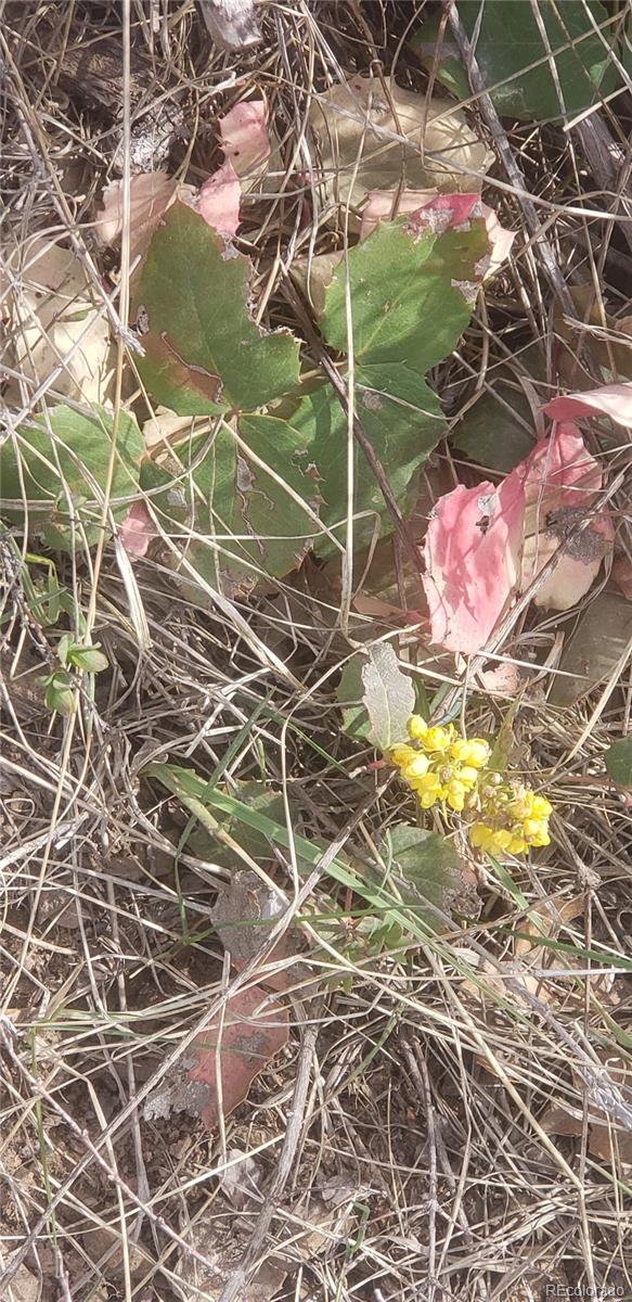 Lot 321 Hagin Lane Fort Garland CO 81133