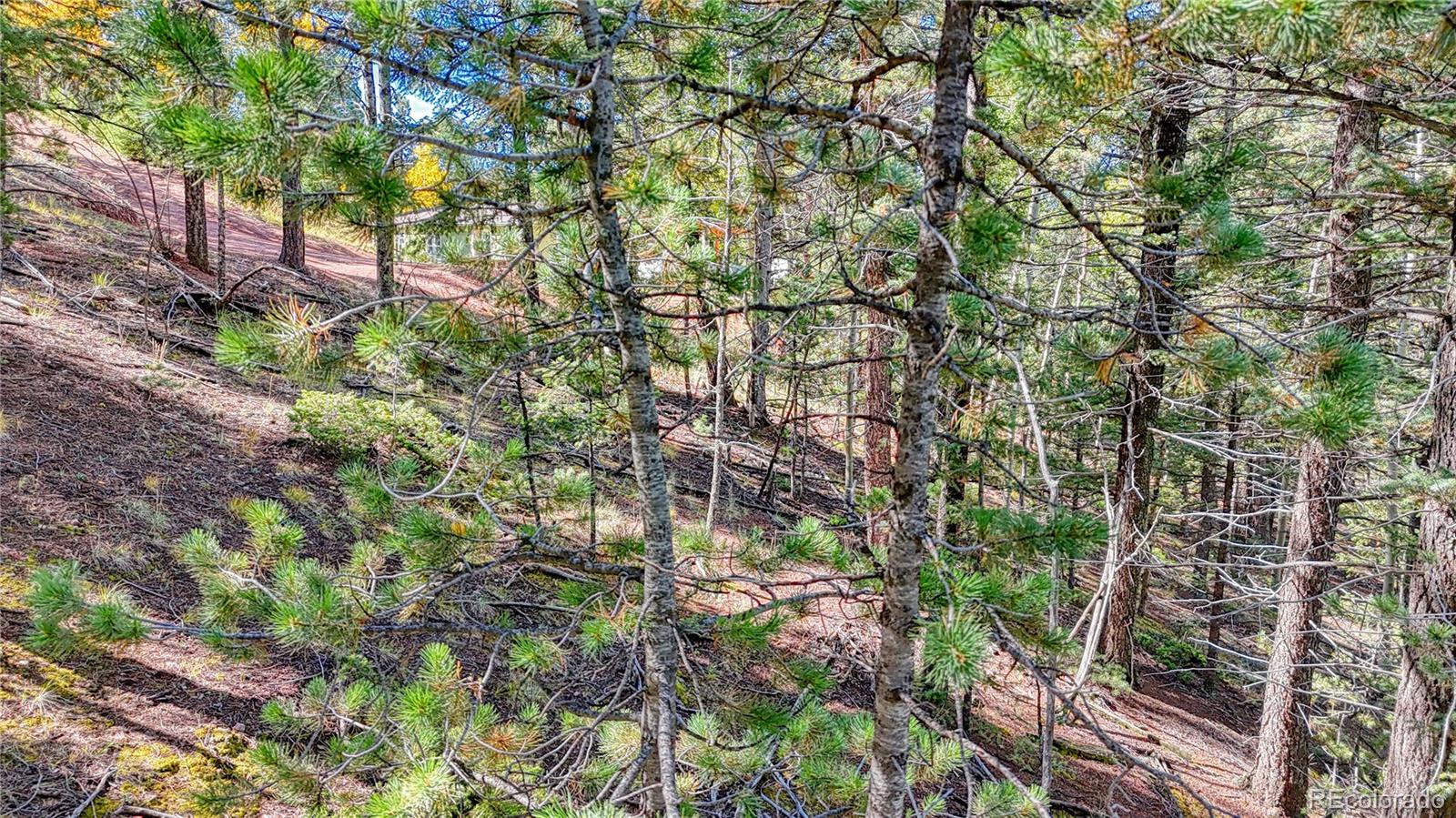 959 Calcite Drive Divide CO 80814