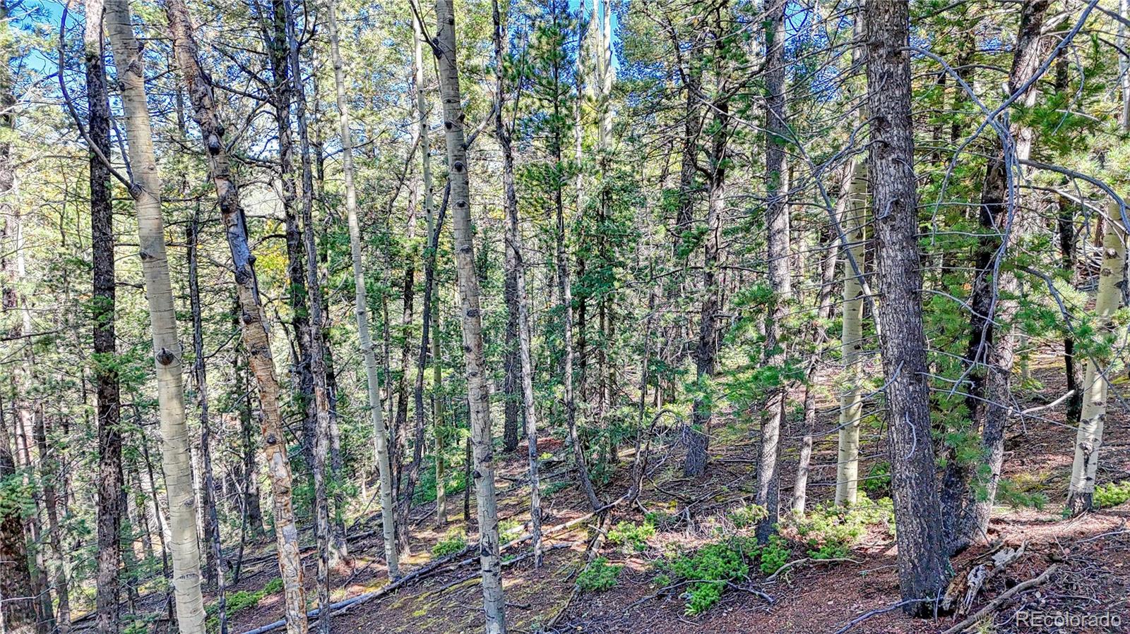 959 Calcite Drive Divide CO 80814