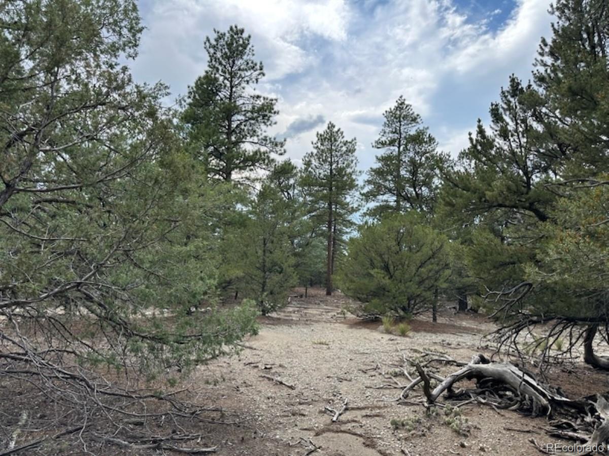 22 Cub Creek Road Mosca CO 81146