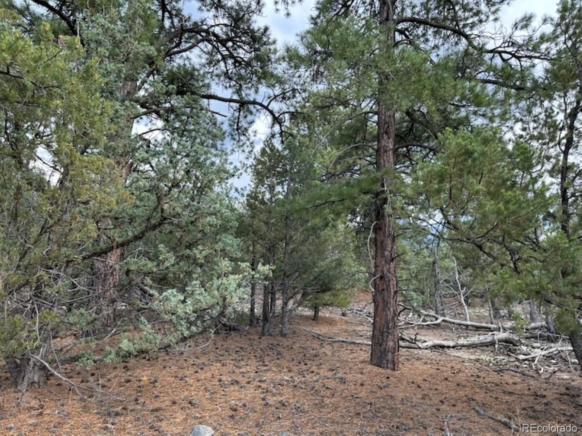 22 Cub Creek Road Mosca CO 81146