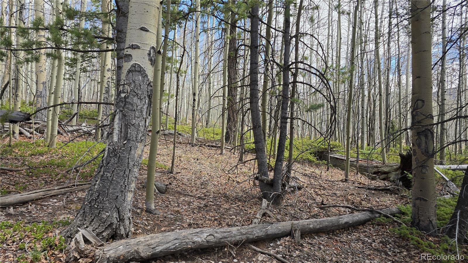 Lot 5853 Slegers Road Fort Garland CO 81133