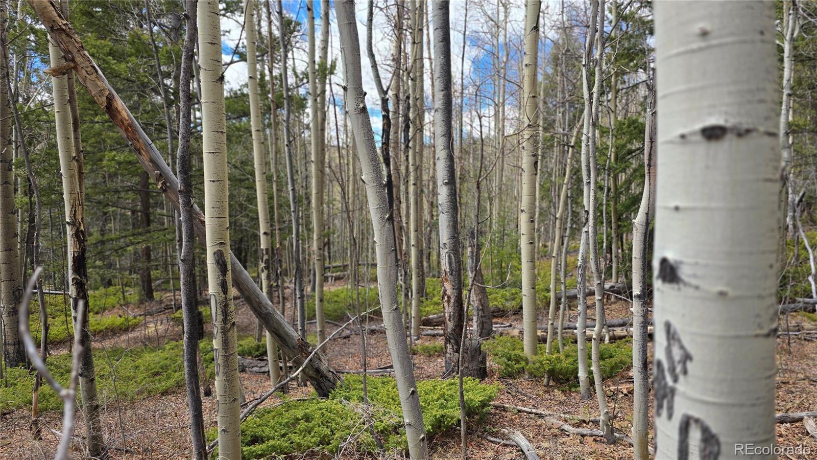 Lot 5853 Slegers Road Fort Garland CO 81133
