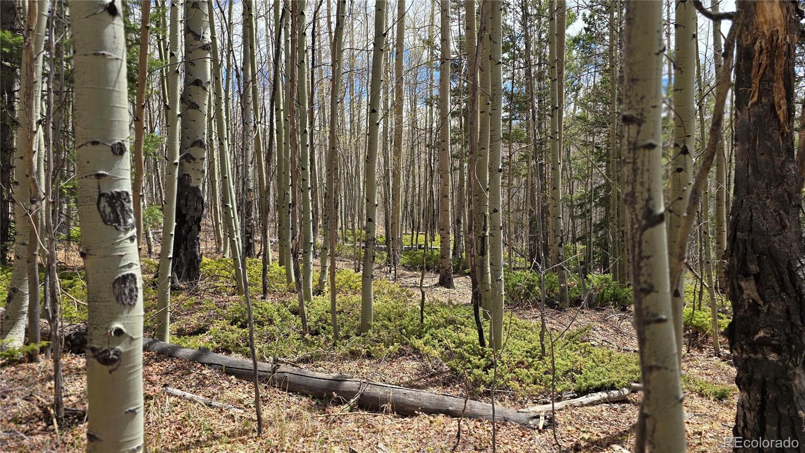 Lot 5853 Slegers Road Fort Garland CO 81133