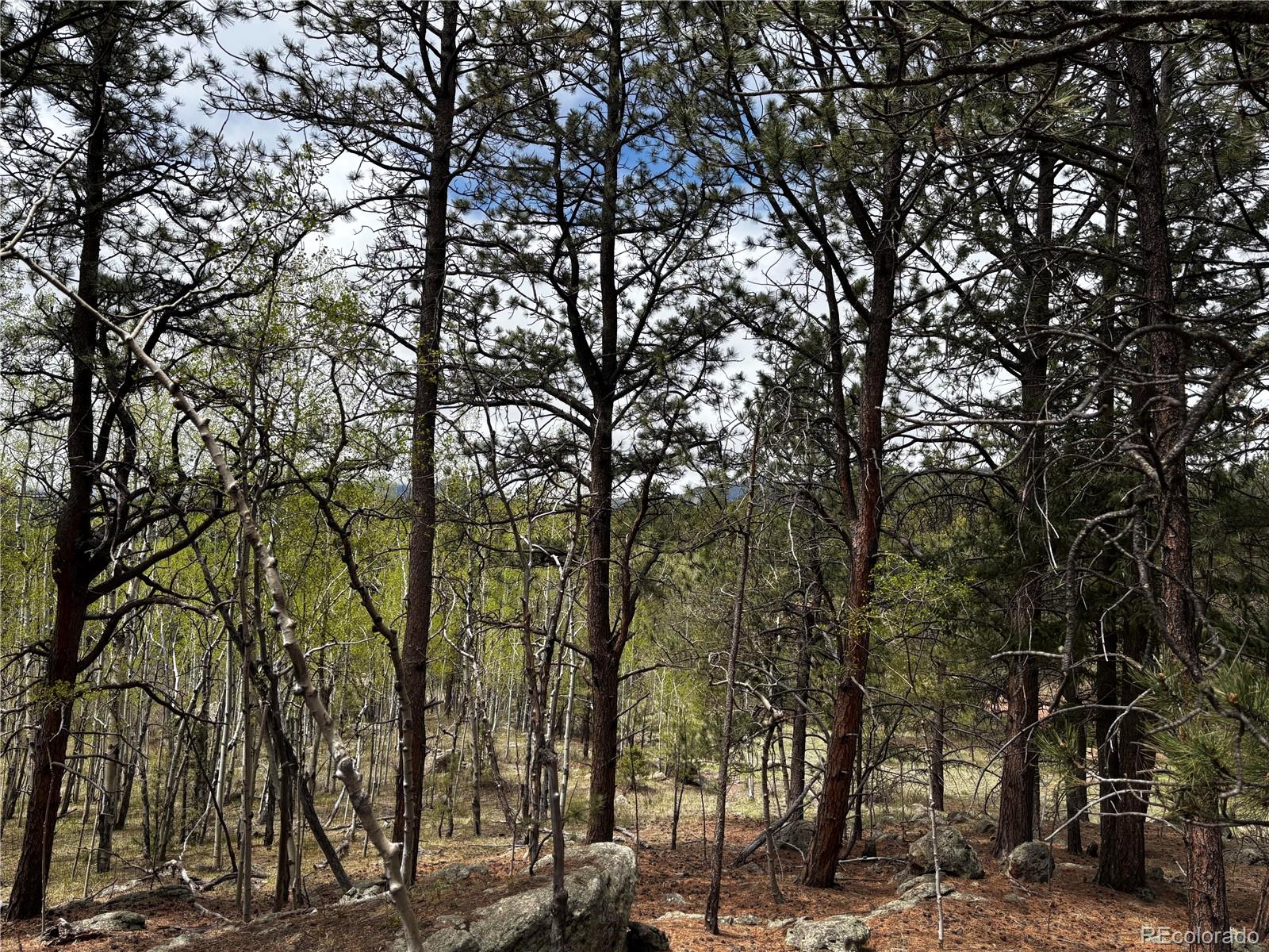 210 Crescent Drive Florissant CO 80816