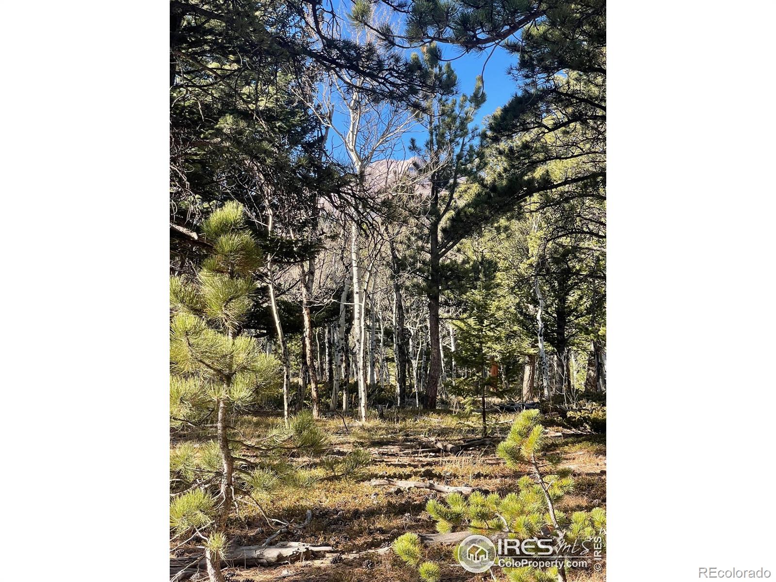 399 N Skinner Road Allenspark CO 80510