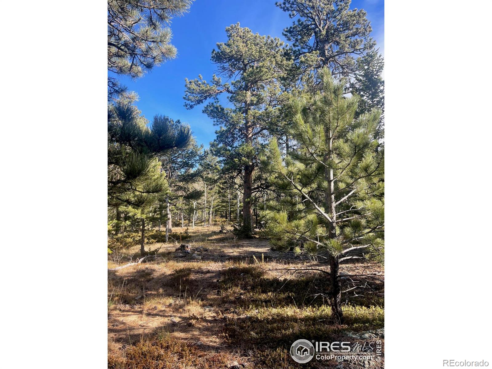 399 N Skinner Road Allenspark CO 80510
