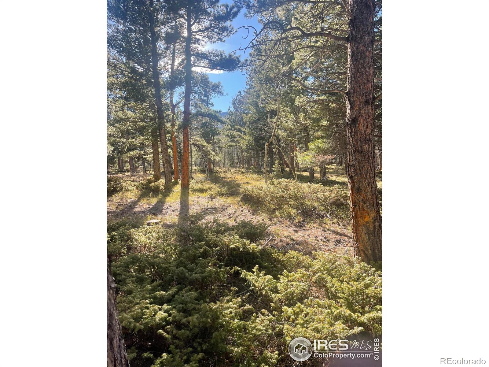 399 N Skinner Road Allenspark CO 80510