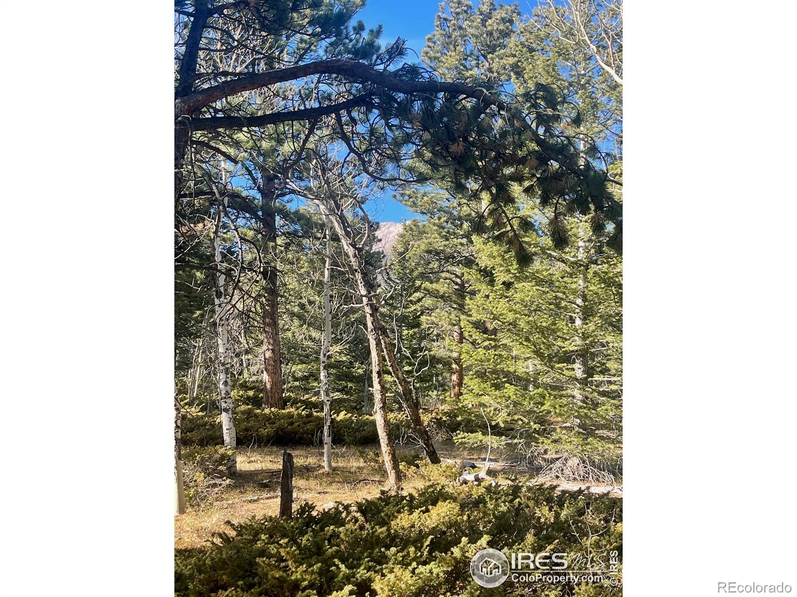 399 N Skinner Road Allenspark CO 80510