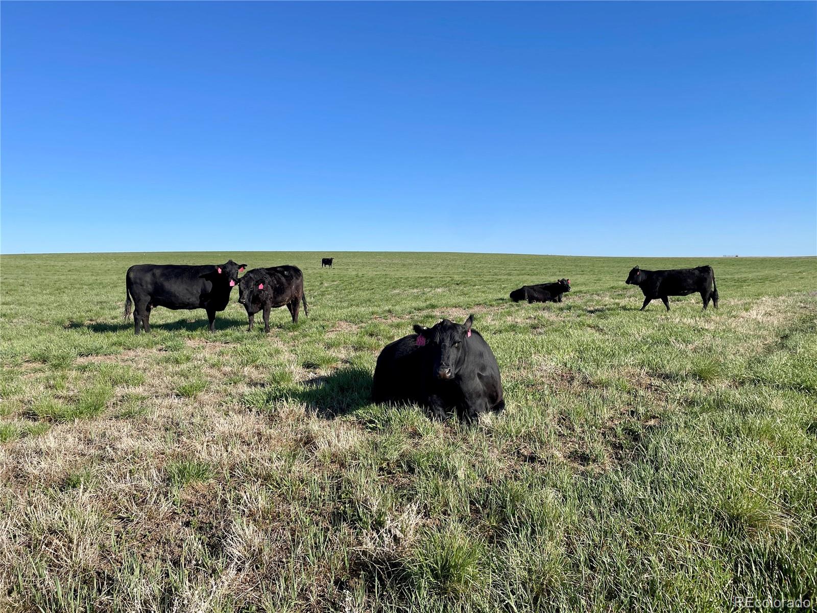 County Road 125 Deer Trail CO 80105