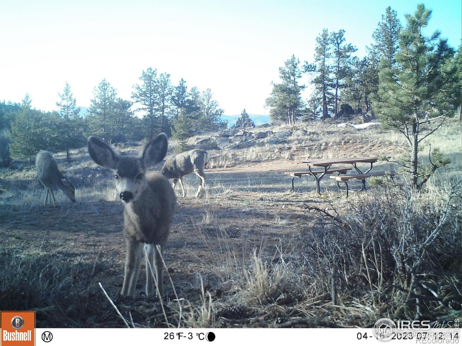 102 Mount Princeton Court Livermore CO 80536