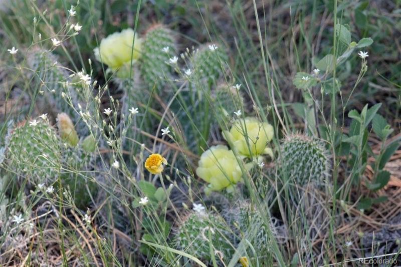 Tract 19 Sweet Road Calhan CO 80808
