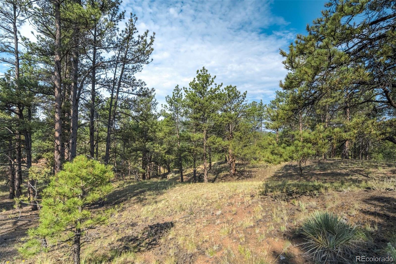 39 Reed Drive Florissant CO 80816
