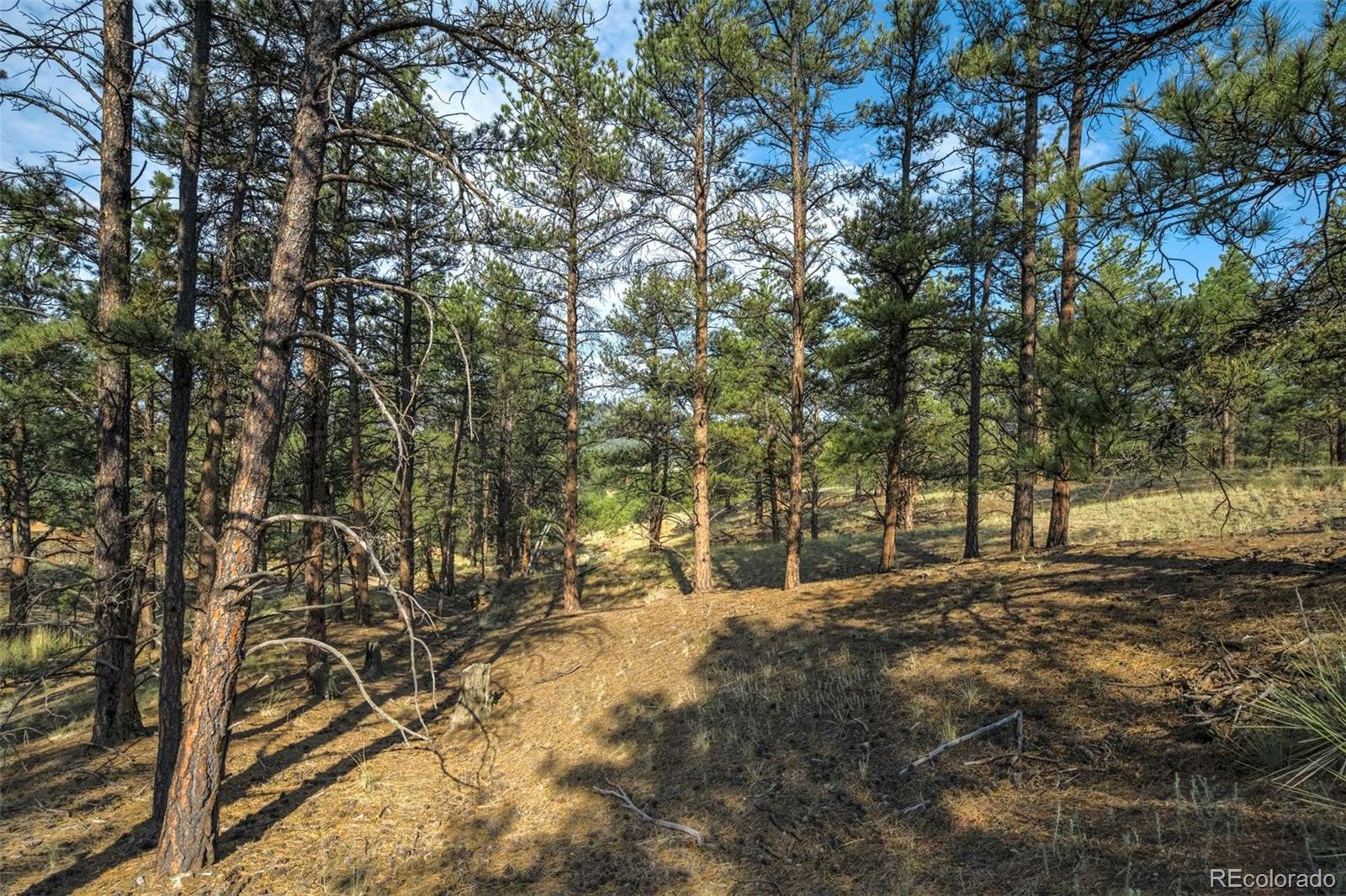 39 Reed Drive Florissant CO 80816