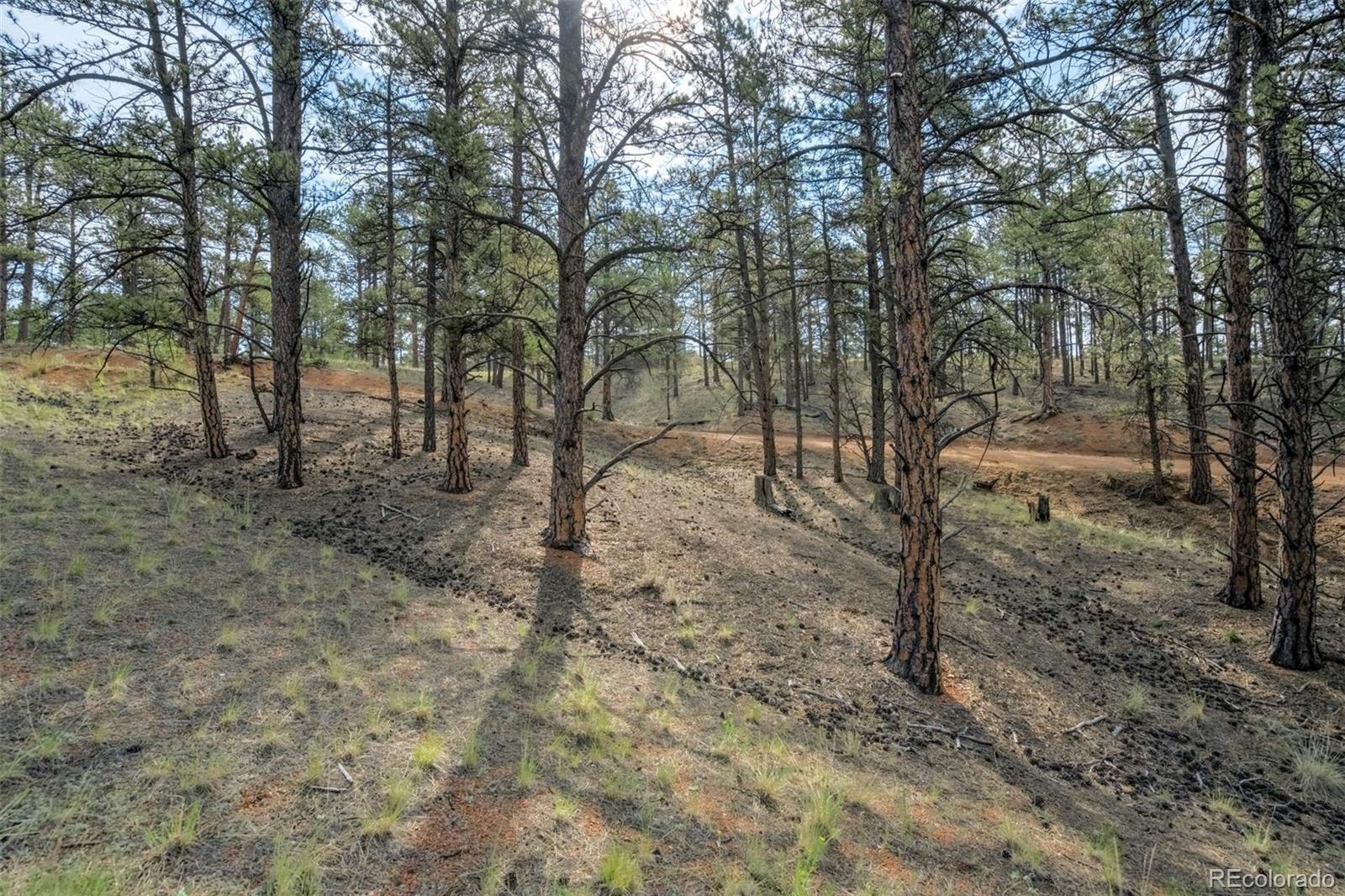 39 Reed Drive Florissant CO 80816