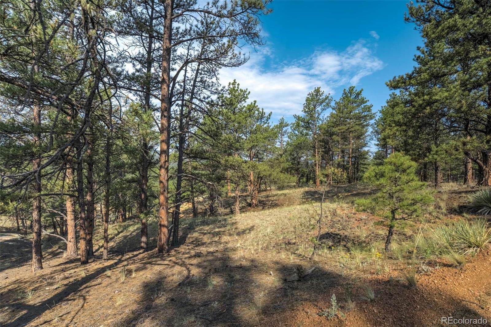 39 Reed Drive Florissant CO 80816
