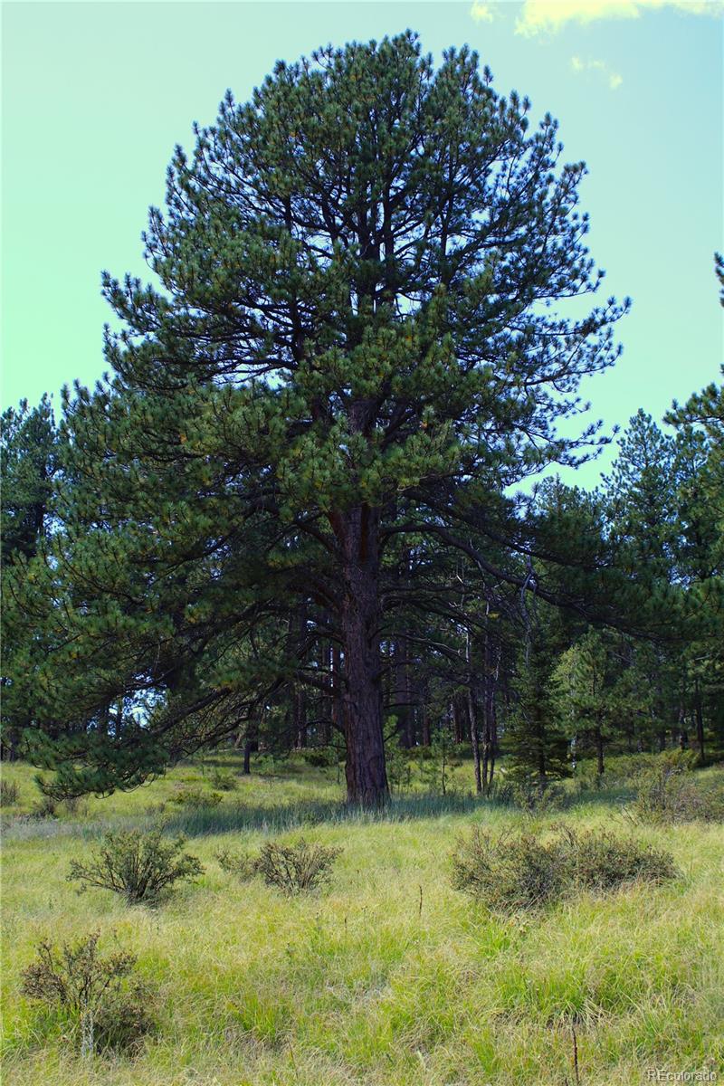 6500 Cr 5 Divide CO 80814
