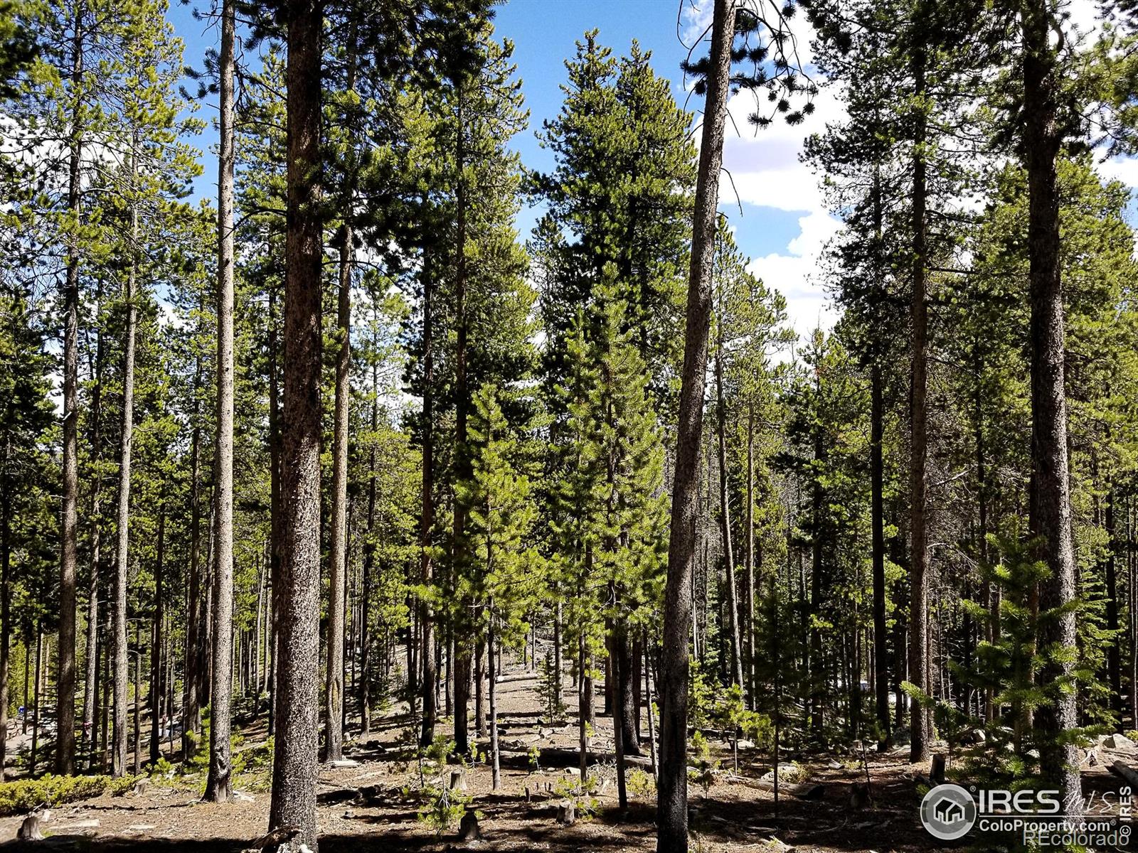 274 Arapahoe Way Red Feather Lakes CO 80545