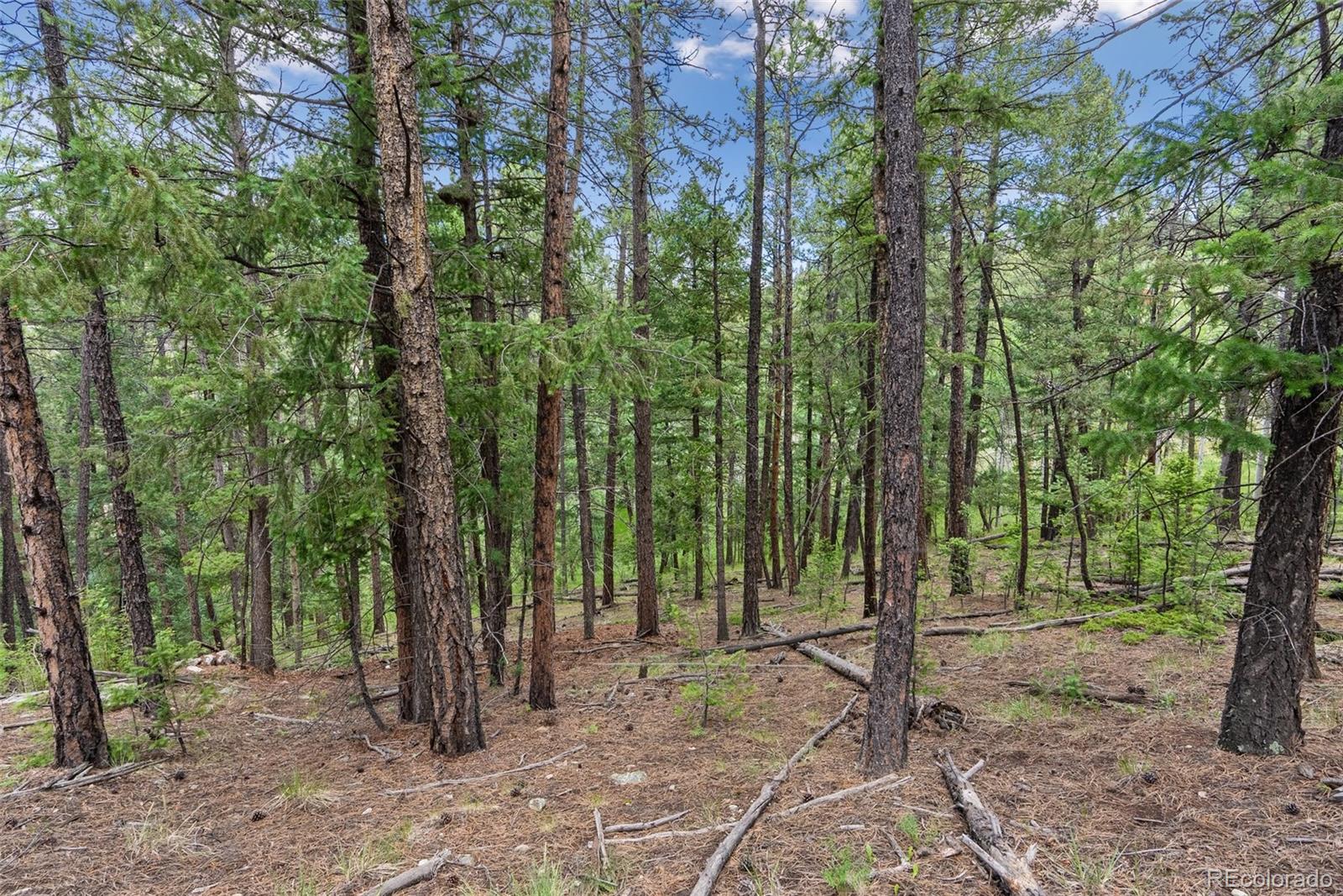 135 Linda Trail Bailey CO 80421