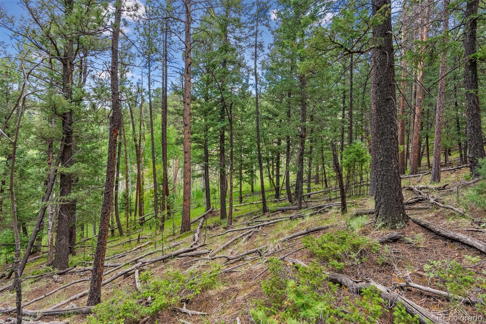 135 Linda Trail Bailey CO 80421