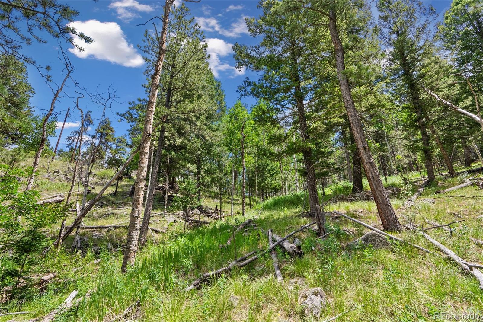 135 Linda Trail Bailey CO 80421