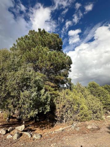 1693 Columbine Crestone CO 81131