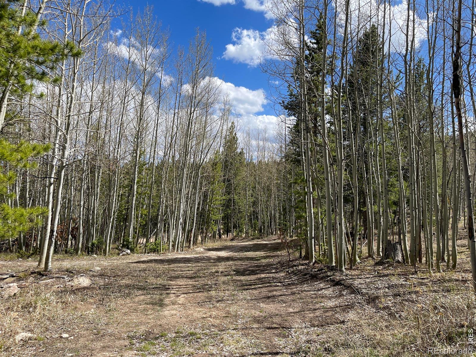 3105 Ottawa Way Red Feather Lakes CO 80545