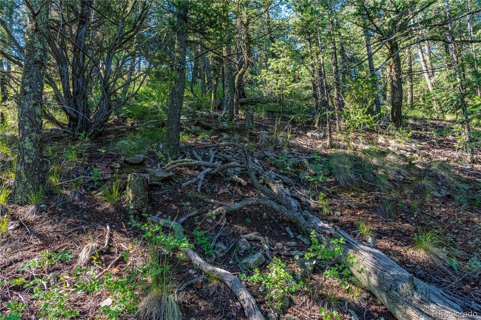109 Cottonwood Drive Cotopaxi CO 81223