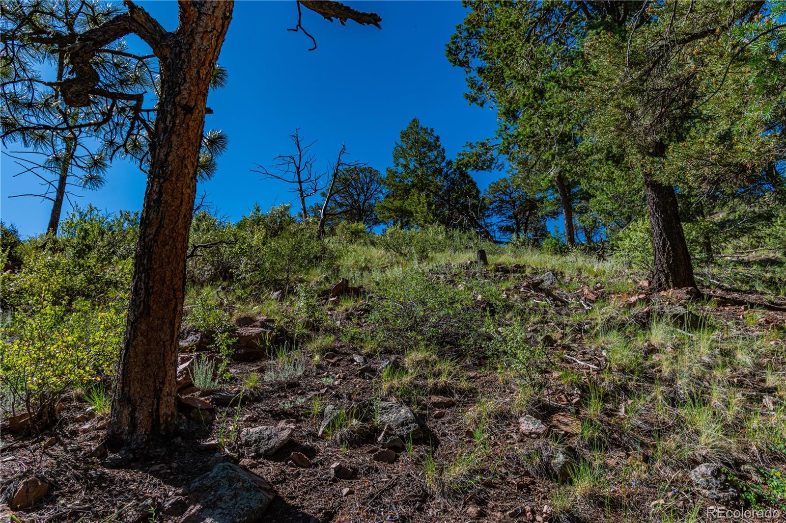 109 Cottonwood Drive Cotopaxi CO 81223