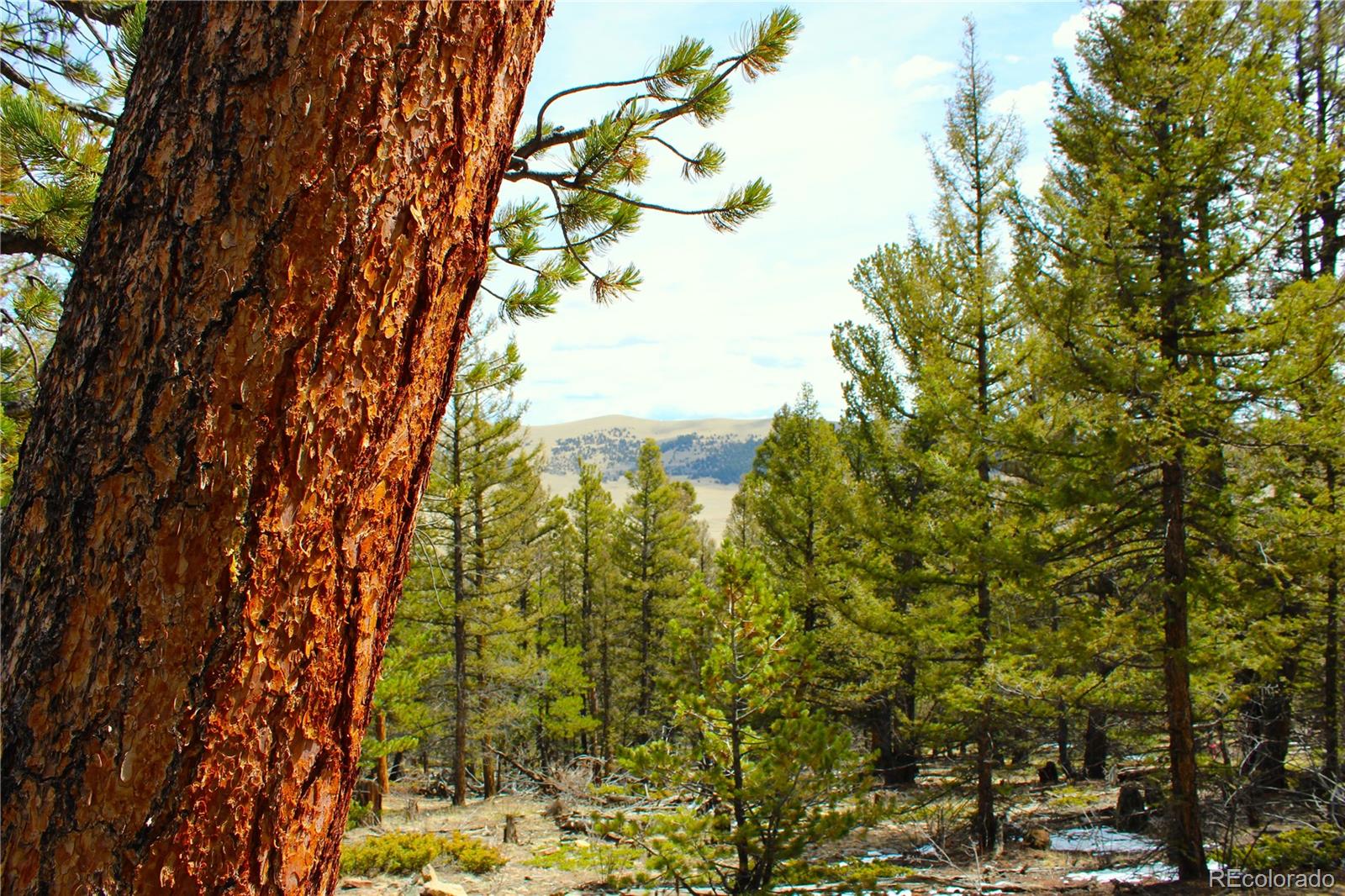 2882 Middle Fork Vista Fairplay CO 80440