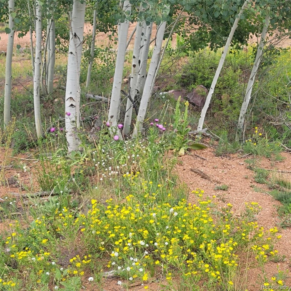 L1 B4 Columbine Circle Woodland Park CO 80863