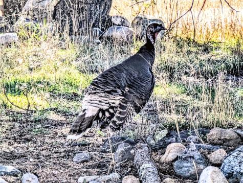 97 Loop Drive Howard CO 81233