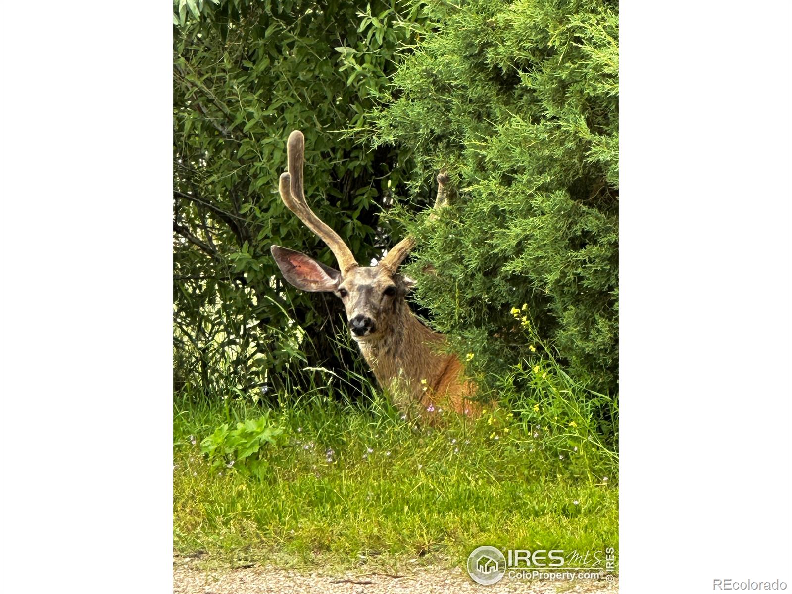 3501 Raptor Ridge Lane Laporte CO 80535